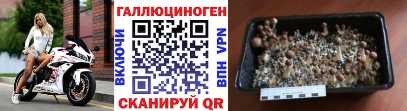 Псилоцибиновые грибы Cubensis  Долинск 